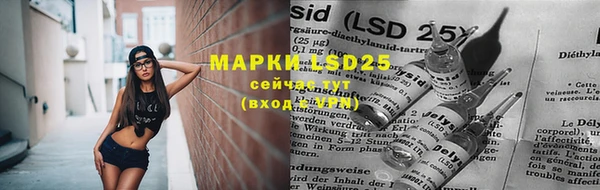 прущие грибы Абинск